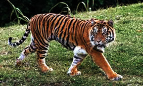 narnala tiger